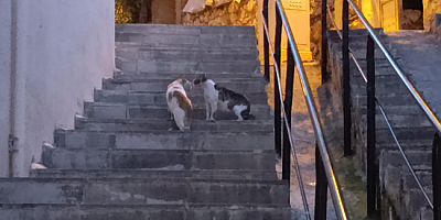 Mahalle Merdivenlerinde “Kedi Muhabbeti”