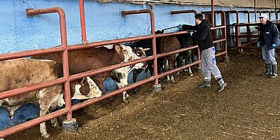 Merzifon’da İthal Sığırlar İçin Aşılama ve Karantina İşlemleri Tamamlandı