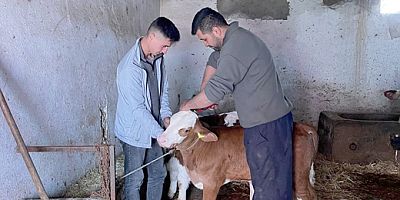 Ocak Ayından Bu Yana 17 Bin Buzağı Küpelendi