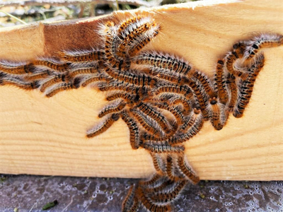 Ormanlarda Biyolojik Mücadele Çalışmaları Aralıksız Sürüyor