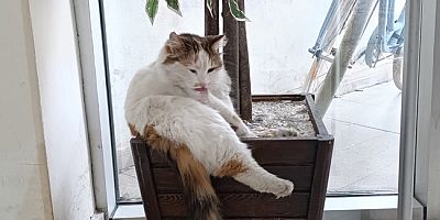 Soğuk Kış Günlerinde Adliye’nin Sıcak Misafiri Kedi “Adalet”