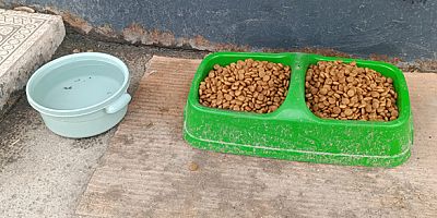 Sokak Hayvanları Unutulmuyor