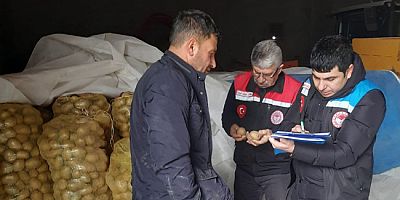 Suluova’da Yemeklik Patates Tohumluk Kontrolleri Yapıldı