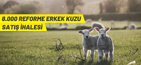 Tigem’den Kuzu Satış İhalesi