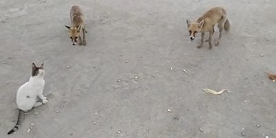 Tilkilere ‘Ben Geldim’ Dedi, Balık Kraker İkram Etti
