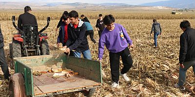 Üreten Liseliler, Ektikleri  Mısırın Hasadını Yaptı