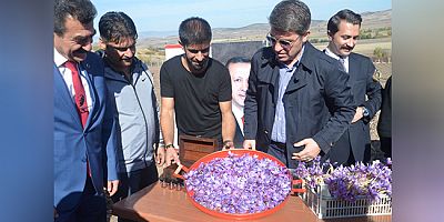 Vali Bakan Göynücek’te Çiftçilerle Safran Hasadına Katıldı