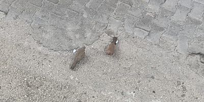 Yavru Kumruların Sevimli Oyunları İlgi Odağı Oldu