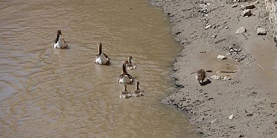 Yeşilırmak’ın Sakin Sularında Kaz Ailesinin Güneş Keyfi