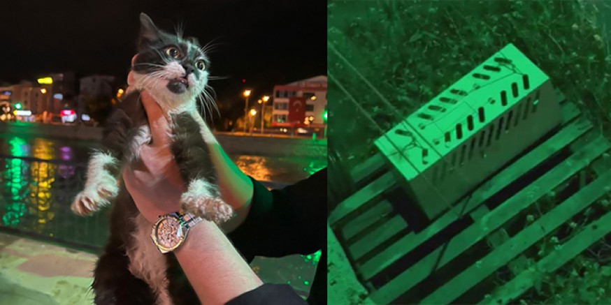 Yeşilırmak’ta Mahsur Kalan Kedi Kurtarıldı