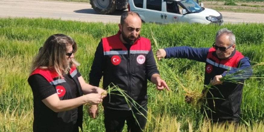 Zirai Donun Ardından Tarım İl Müdürlüğü Sahada
