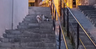 Mahalle Merdivenlerinde “Kedi Muhabbeti”