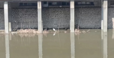 Yeşilırmak’ta Doğanın Zarif Misafiri: Balıkçıl Kuşu İlgi Odağı Oldu