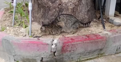 Kedinin Balıkları Keyifle Yediği Anlar Dikkat Çekti