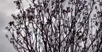 Ağaca Kondu, Kedi Gibi Ses Çıkardı