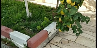Ayva Bol Olursa Kış Sert Geçer