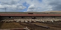 Bahar Mevsiminin Müjdecisi Kuzular ile Anneleri Kavuştu