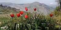 Doğa Harikası Laleler Görenleri Büyülüyor