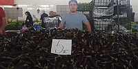 Patlıcan 5 TL’den Tezgâhtaki Yerini Aldı