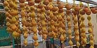 Cennet Hurmaları Kış İçin Balkonlarda Kurutuluyor