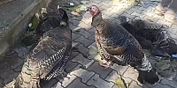 Hindilere Yılbaşı Öncesi Talep Arttı