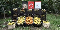 Amasya’da “Cennet Hurması” Hasadı Başladı