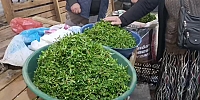 Baharın Lezzeti Madımak Tezgahlarda