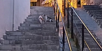 Mahalle Merdivenlerinde “Kedi Muhabbeti”