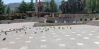Sıcak Hava Güvercinleri de Bunalttı! Gölge ve Suya Yöneldiler
