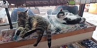 Tezgâhın Değil, Minderin Başındalar! Cengaver ve Beyaz’ın Keyfi