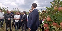 Vali Bakan ve Milletvekilleri Elma Hasadına Katıldı